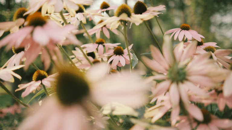 How-to-Use-Pinterest-to-Romanticize-Your-Life-1024x576.png