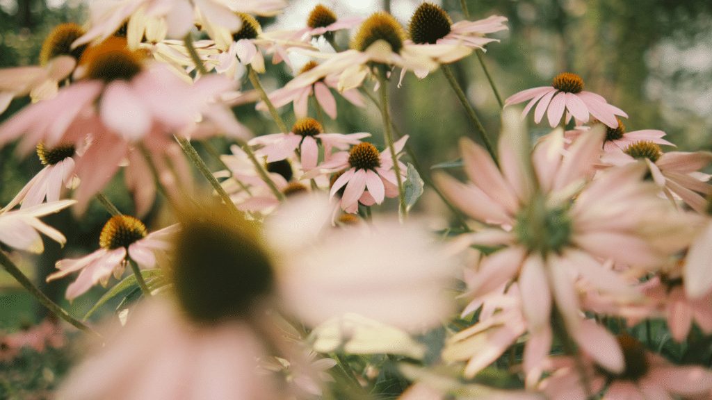 How-to-Use-Pinterest-to-Romanticize-Your-Life-1024x576.png
